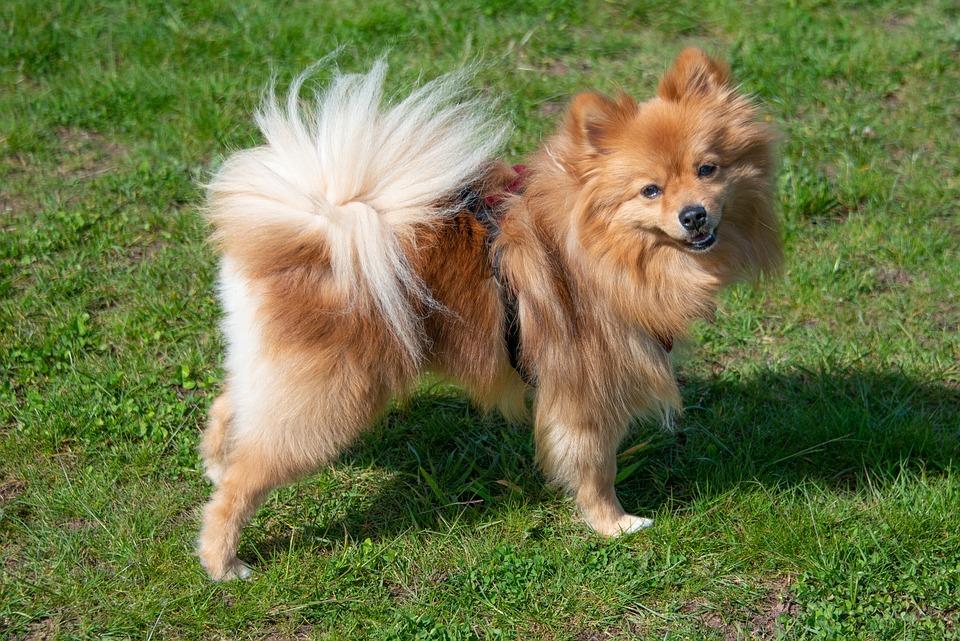 Anjing Spitz
