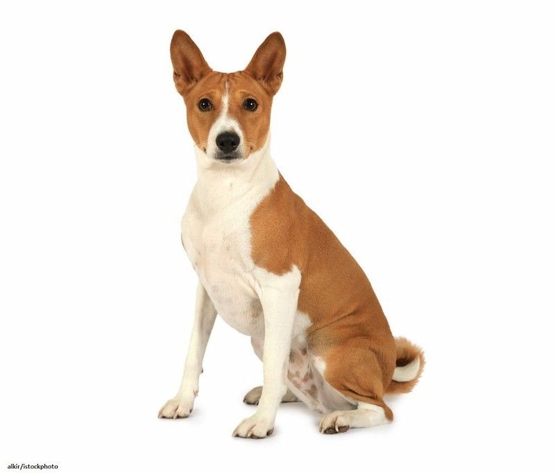 Anjing Basenji 1 Ras Anjing Basenji