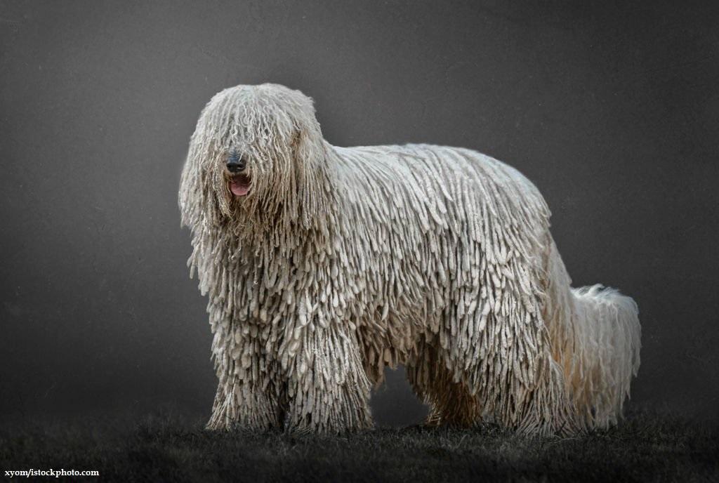 Ras Anjing Komondor