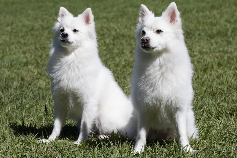 16 Anjing Spitz yang Paling Populer di Dunia 1 Ras Anjing Spitz