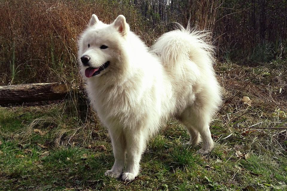 Anjing Spitz