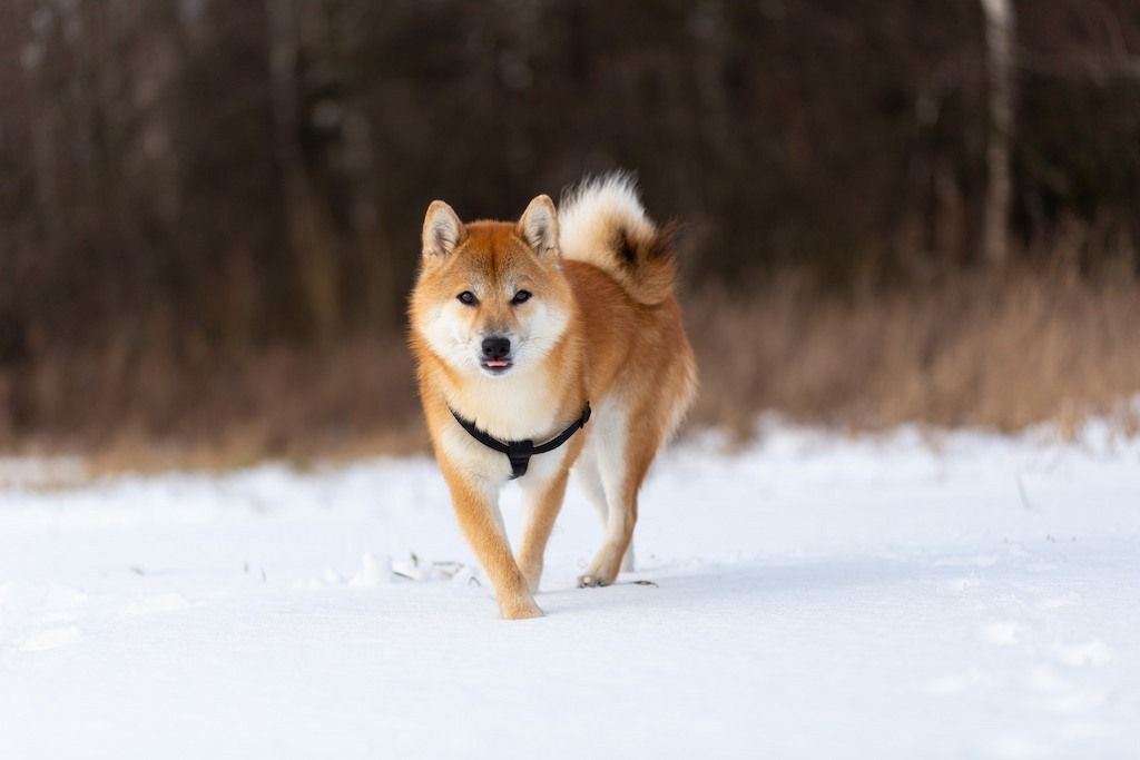 Anjing Spitz