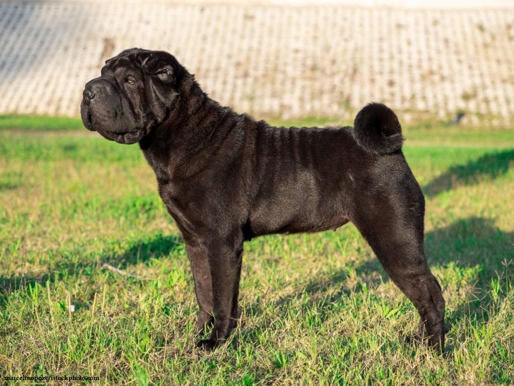 Ciri-ciri Anjing Shar Pei