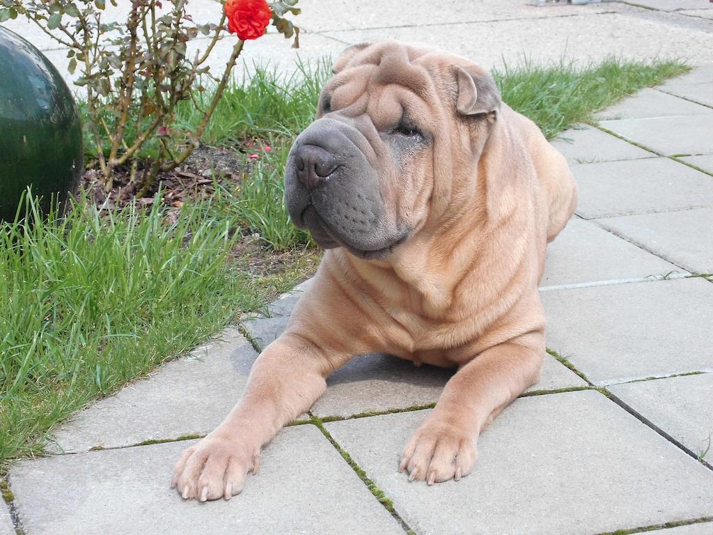 Harga Anjing Shar Pei