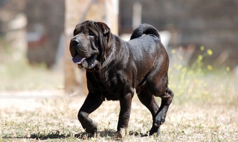 Anjing Shar Pei