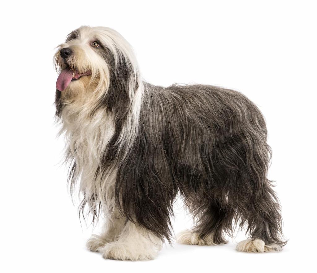 Anjing Bearded Collie