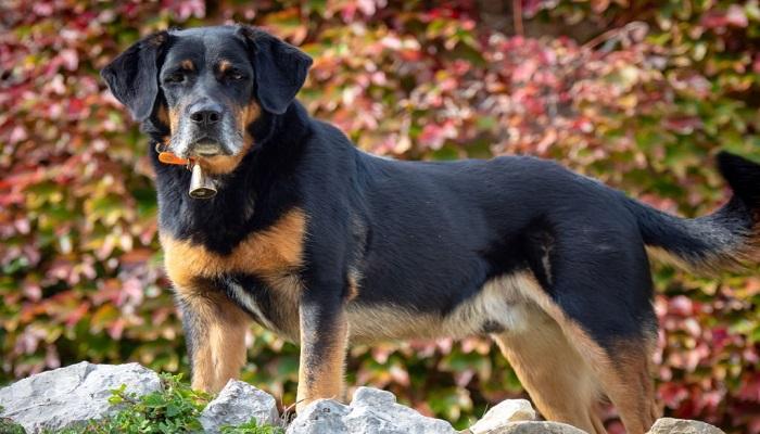 Anjing Beauceron
