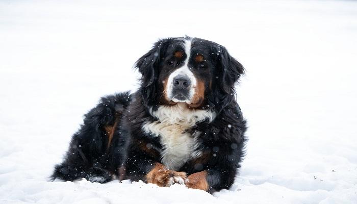 Anjing Bernese Mountain
