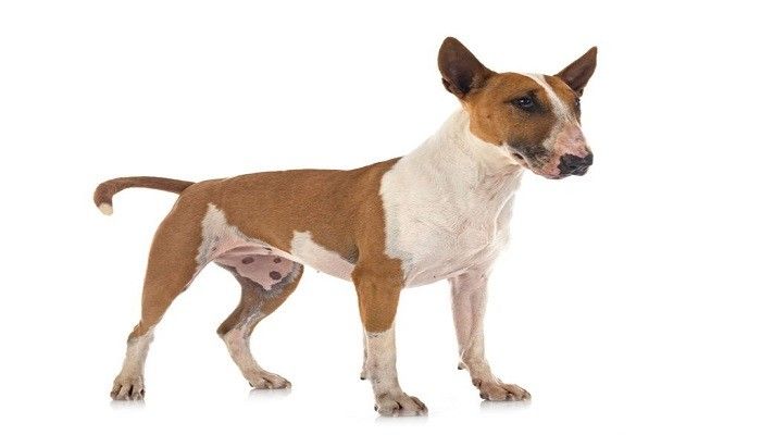 Anjing Bull Terrier