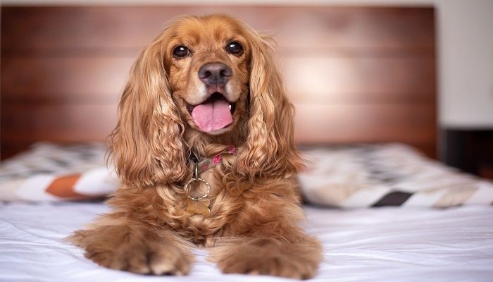 Anjing Cocker Spaniel