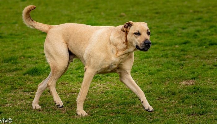 Anjing Gembala Anatolia