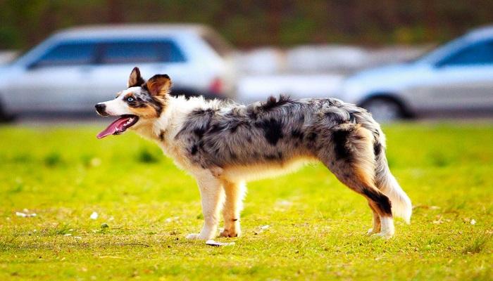 Anjing Gembala Australia