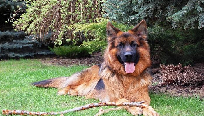 Anjing Gembala Jerman