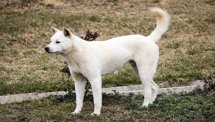 Anjing Jindo