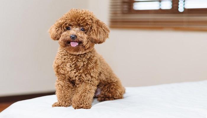Harga anjing top poodle toy