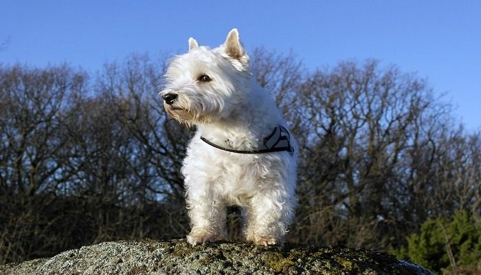 Anjing West Highland White Terrier