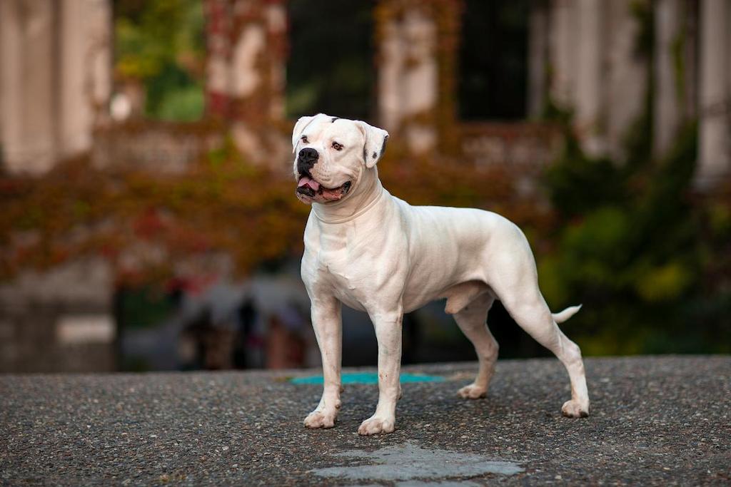 Ciri-ciri Anjing American Bulldog