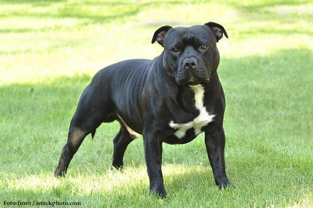 Ciri-ciri Anjing American Staffordshire Terrier