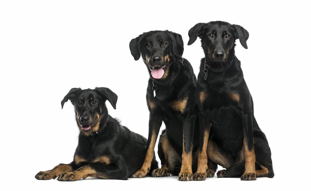 Ciri-ciri Anjing Beauceron