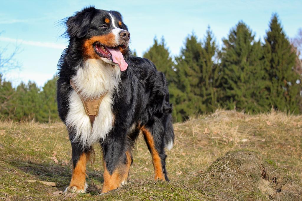 Ciri-ciri Anjing Bernese Mountain