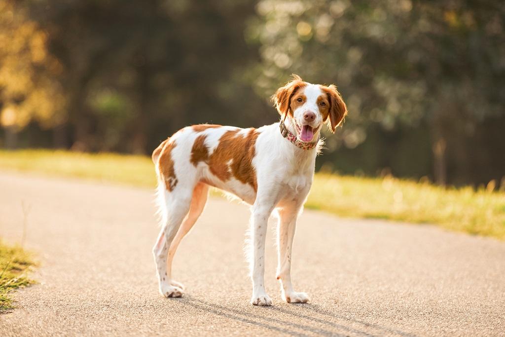 Ciri-ciri Anjing Brittany