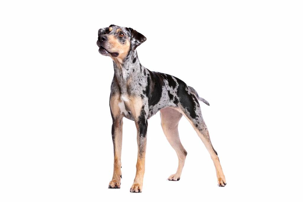 Ciri-ciri Anjing Catahoula Leopard