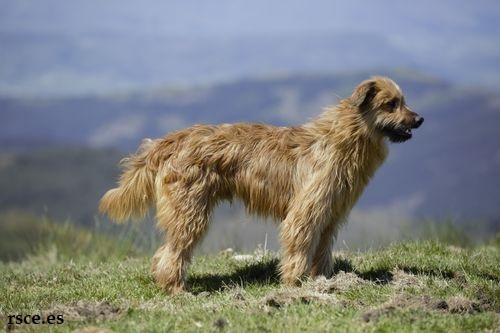 Ciri-ciri Anjing Gembala Basque