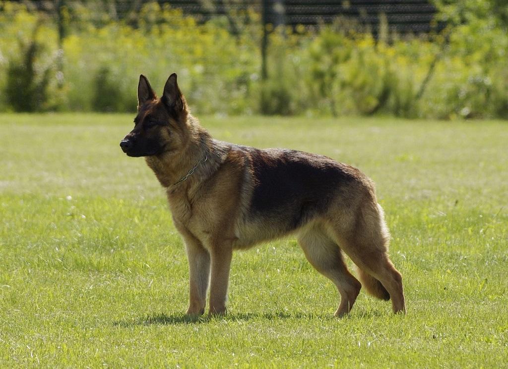 Ciri-ciri Anjing Gembala Jerman