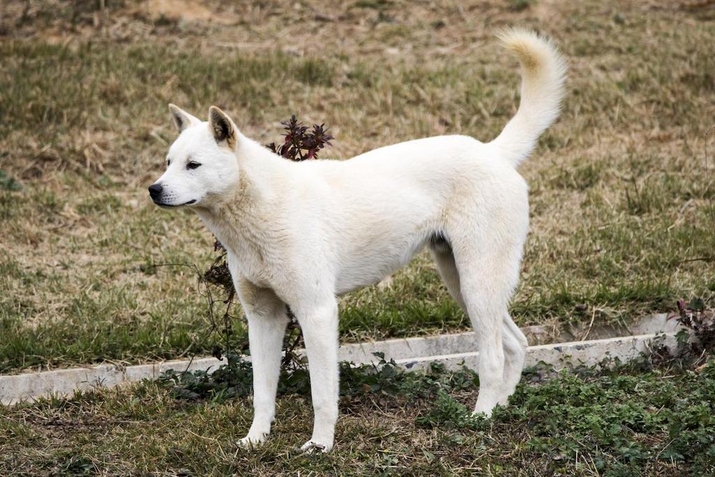 Ciri-ciri Anjing Jindo