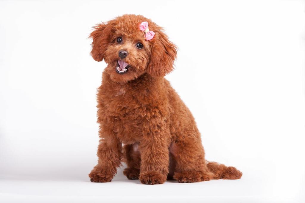 Kelebihan dan kekurangan toy poodle hotsell
