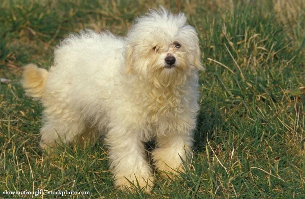 Harga Anjing Bolognese