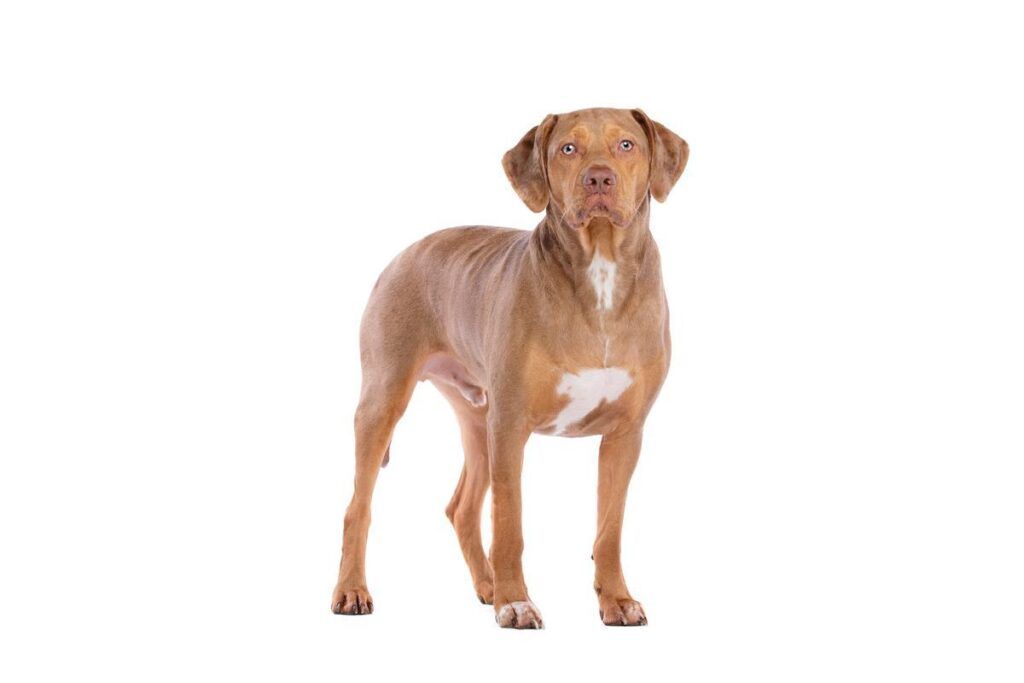 Harga Anjing Catahoula Leopard