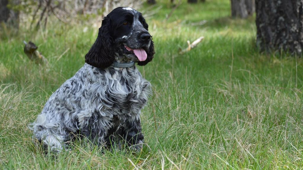 Harga Anjing Cocker Spaniel
