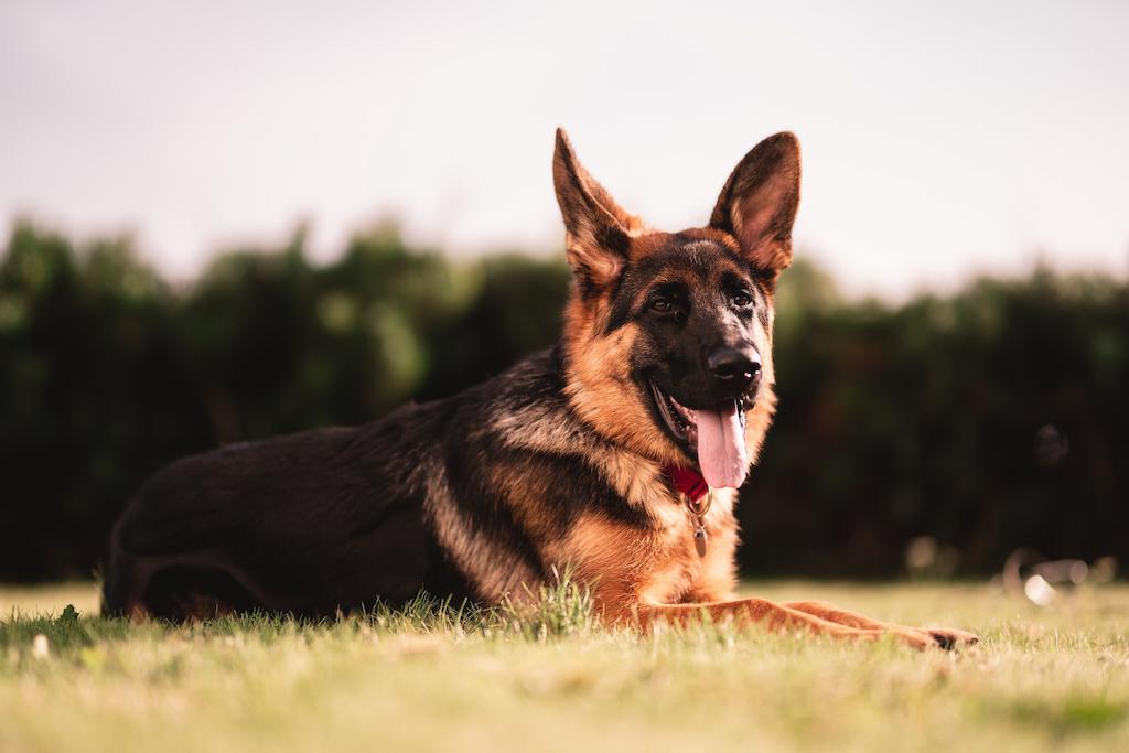 Harga Anjing Gembala Jerman