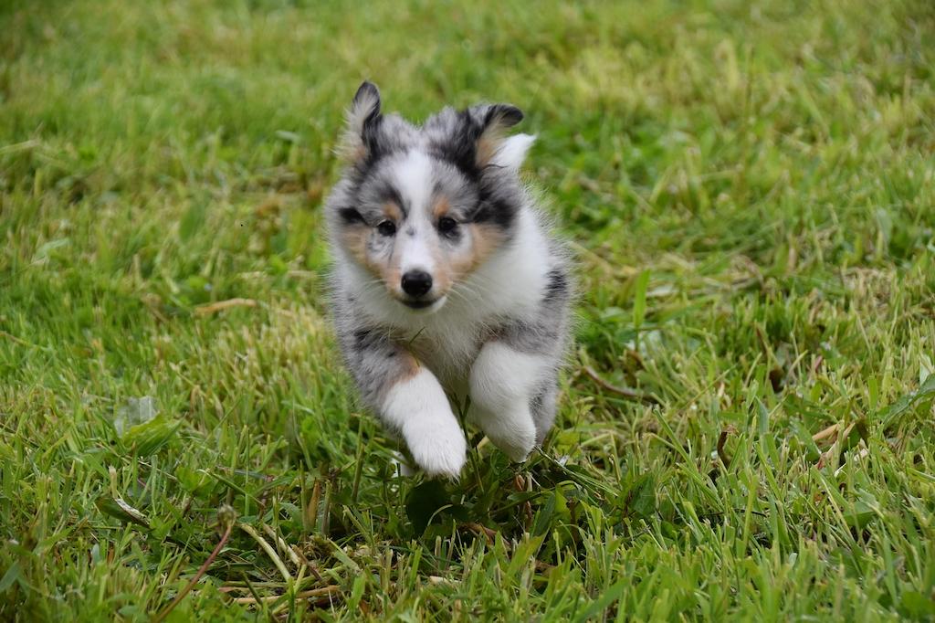 Harga Anjing Gembala Shetland