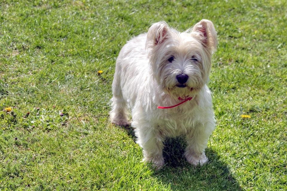Harga Anjing West Highland White Terrier