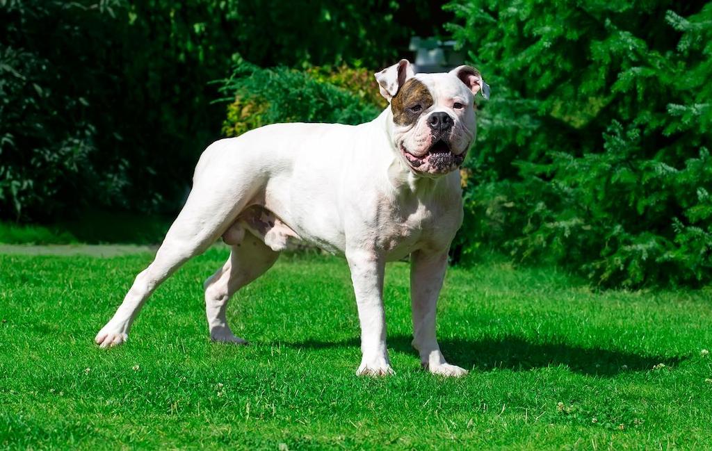 Informasi Ras Anjing American Bulldog
