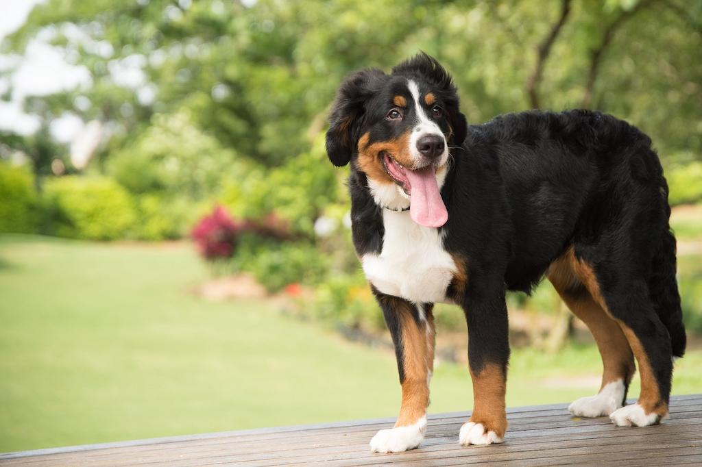 Anjing Bernese Mountain 1 Informasi Ras Anjing Bernese Mountain