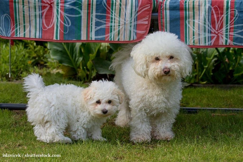 Informasi Ras Anjing Bolognese