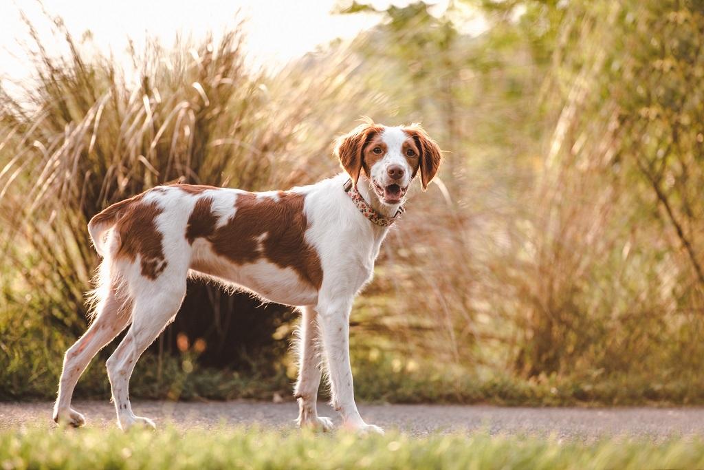 Informasi Ras Anjing Brittany