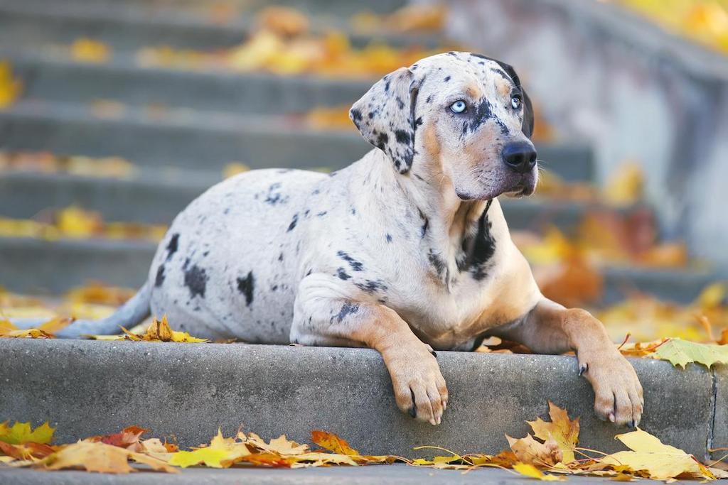 Informasi Ras Anjing Catahoula Leopard