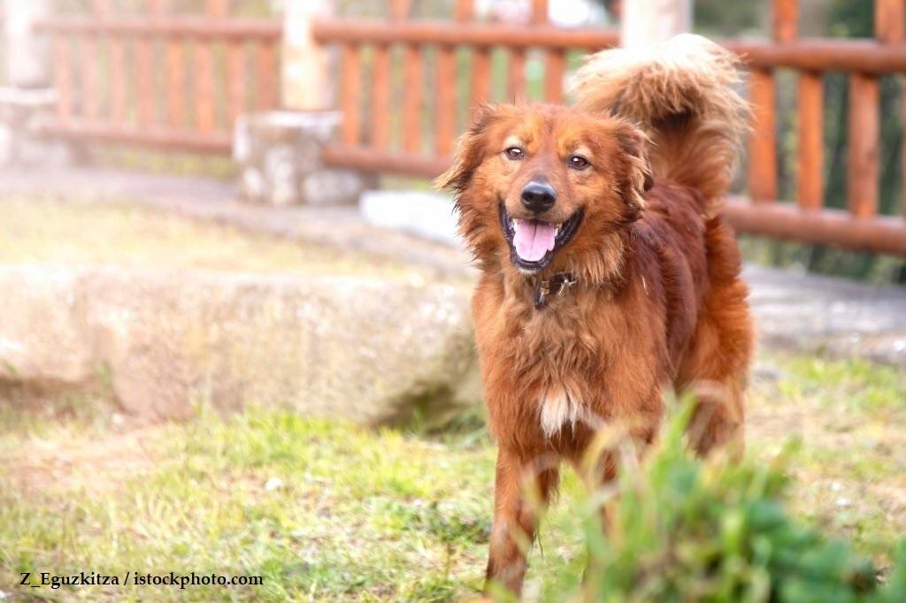Informasi Ras Anjing Gembala Basque