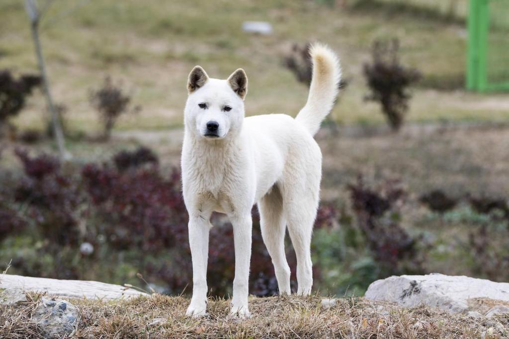 Informasi Ras Anjing Jindo