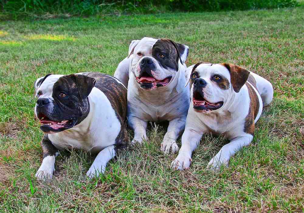 Merawat Anjing American Bulldog