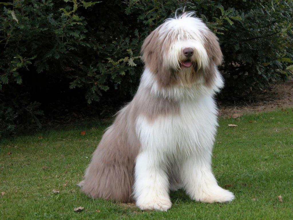 Merawat Anjing Bearded Collie