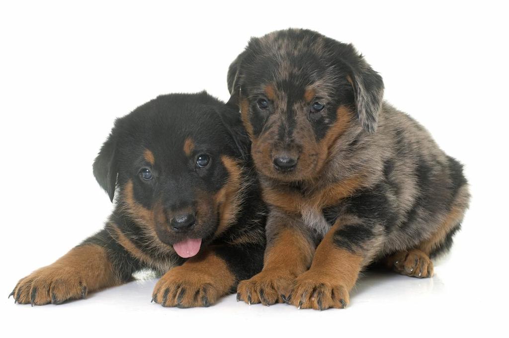 Merawat Anjing Beauceron