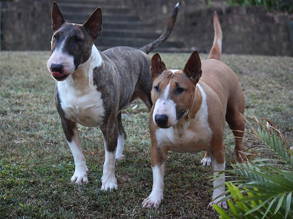 Merawat Anjing Bull Terrier