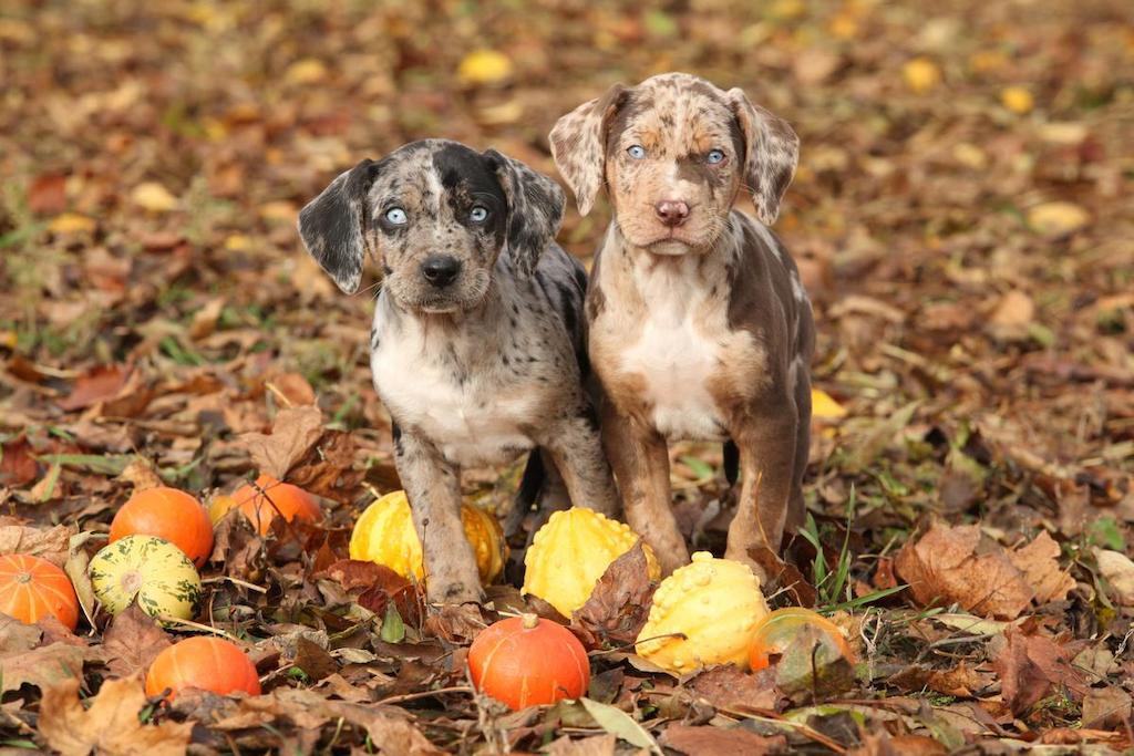 Merawat Anjing Catahoula Leopard