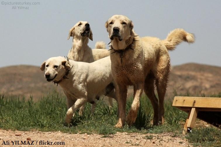 Merawat Anjing Gembala Anatolia