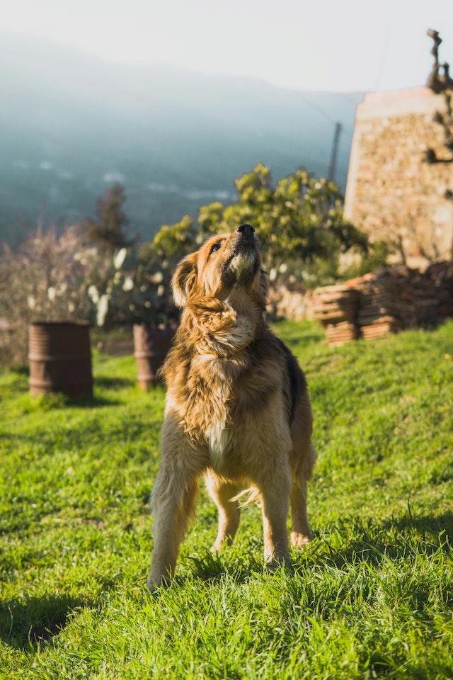 Merawat Anjing Gembala Basque
